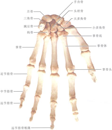 手 骨|【基礎から学ぶ】手の骨【解剖学】